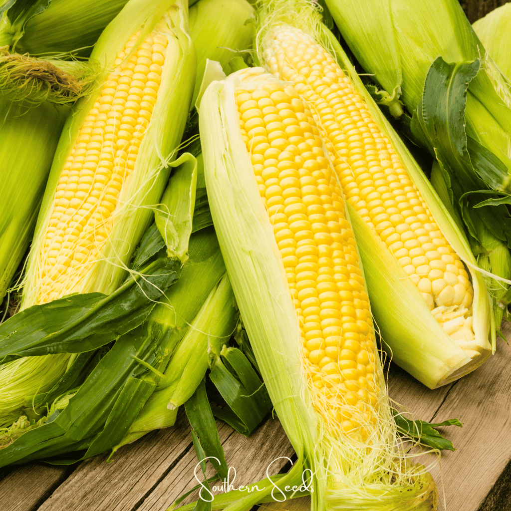 Kandy Korn Corn – 30 Seeds | Seeds | Wiccan Center