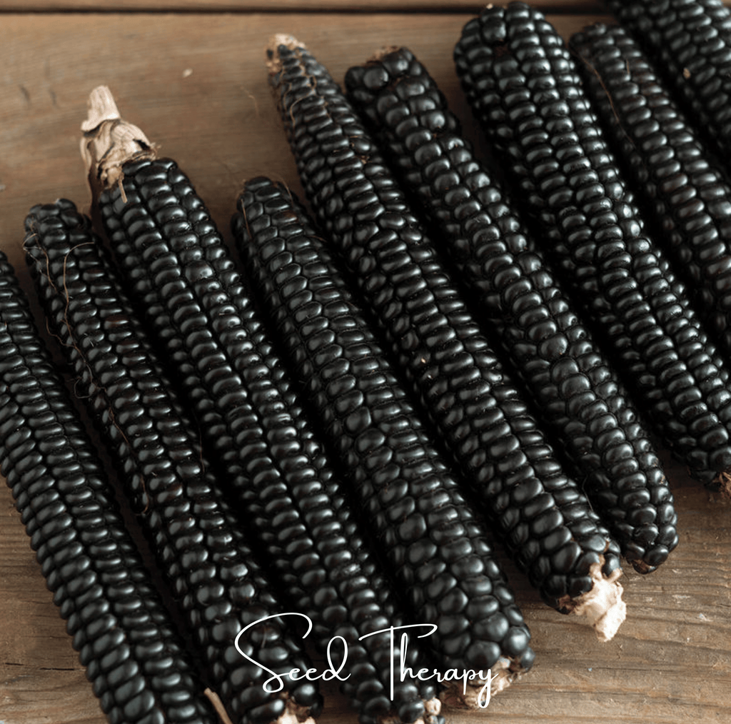 Morado Montana Maize Corn – 25 Seeds | Seeds | Wiccan Center