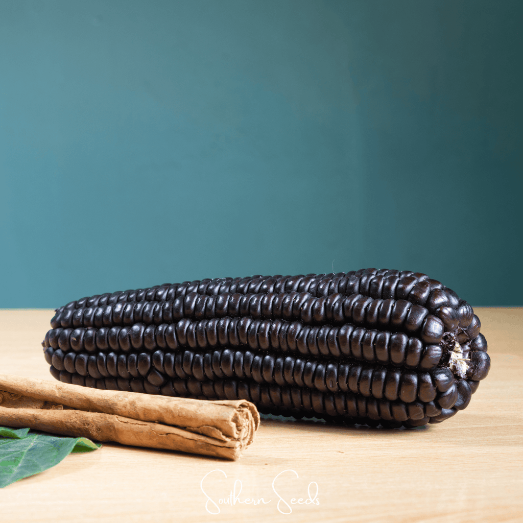 Morado Montana Maize Corn – 25 Seeds | Seeds | Wiccan Center