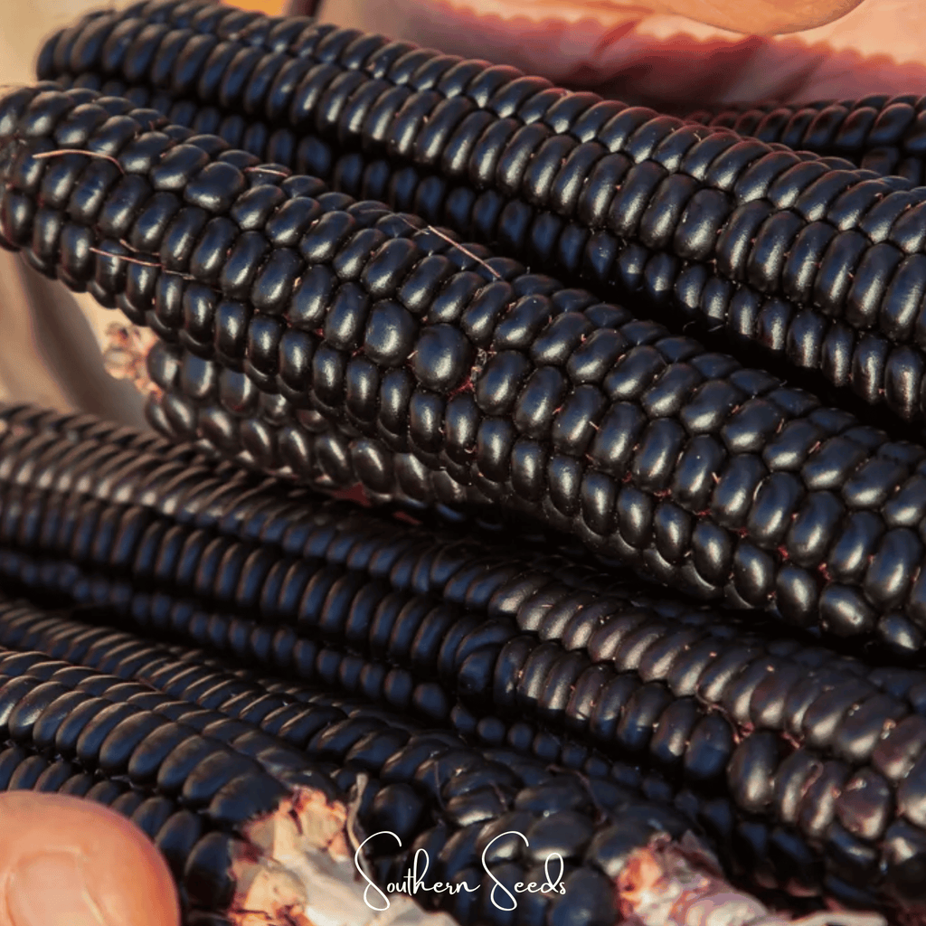 Morado Montana Maize Corn – 25 Seeds | Seeds | Wiccan Center