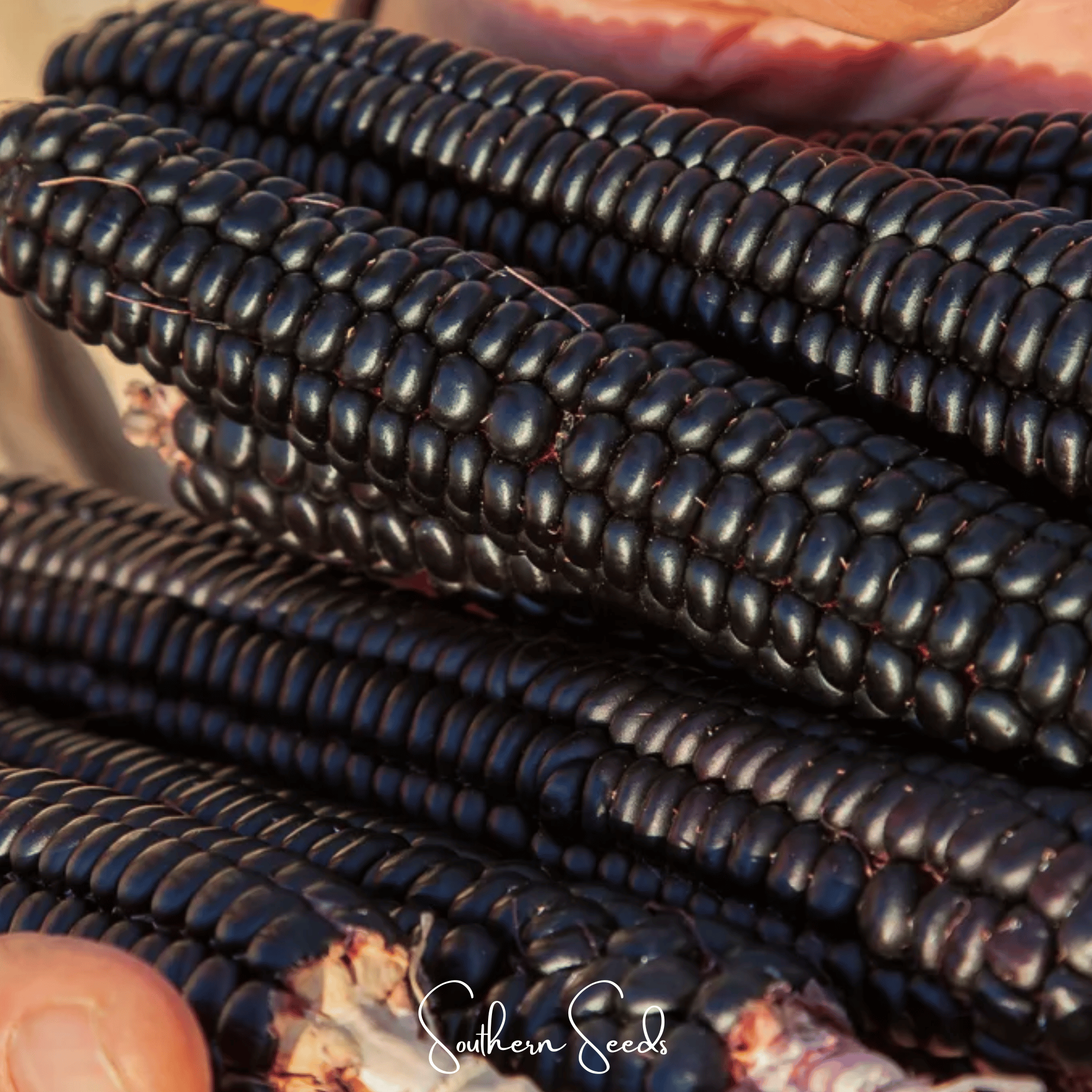 Morado Montana Maize Corn – 25 Seeds | Seeds | Wiccan Center