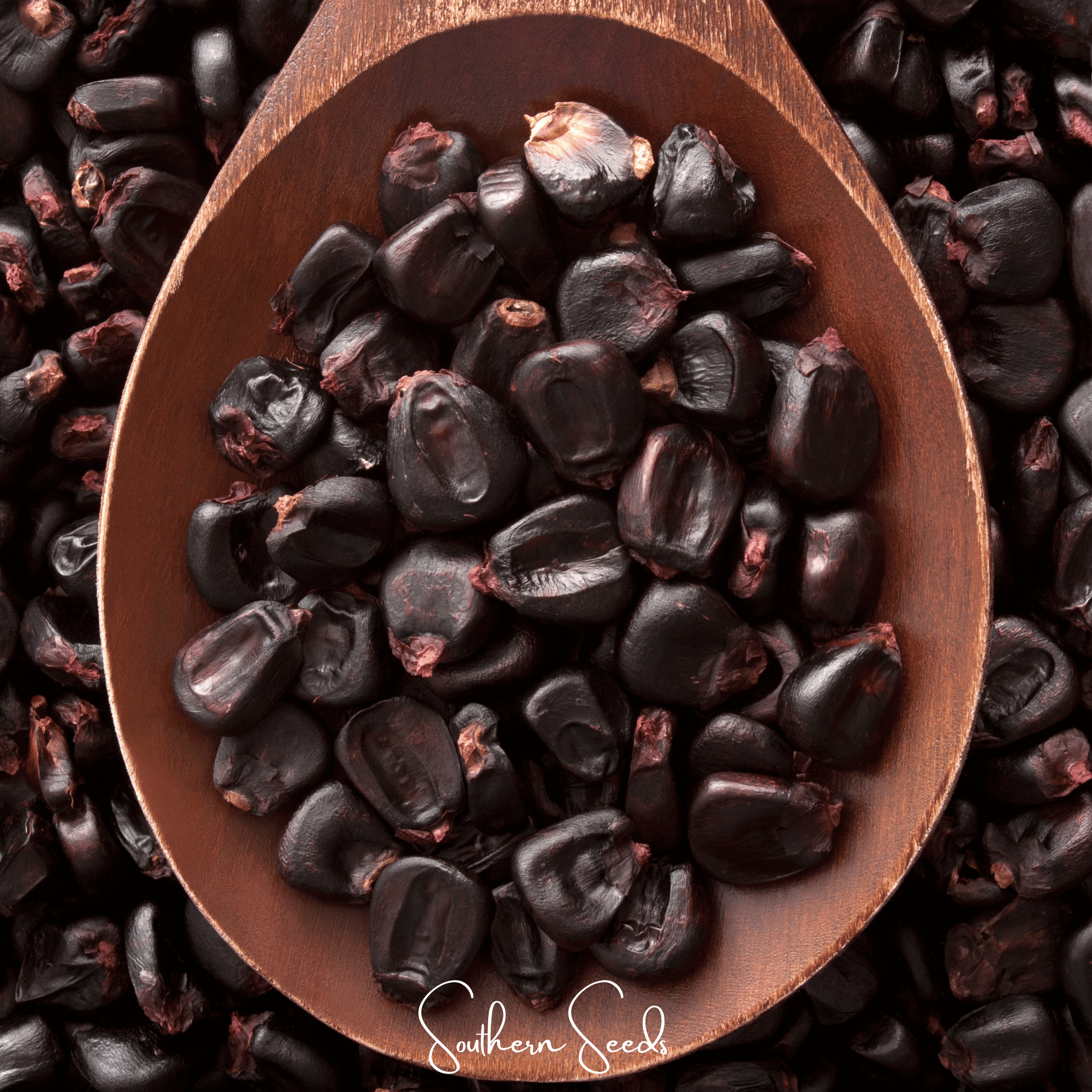 Morado Montana Maize Corn – 25 Seeds | Seeds | Wiccan Center