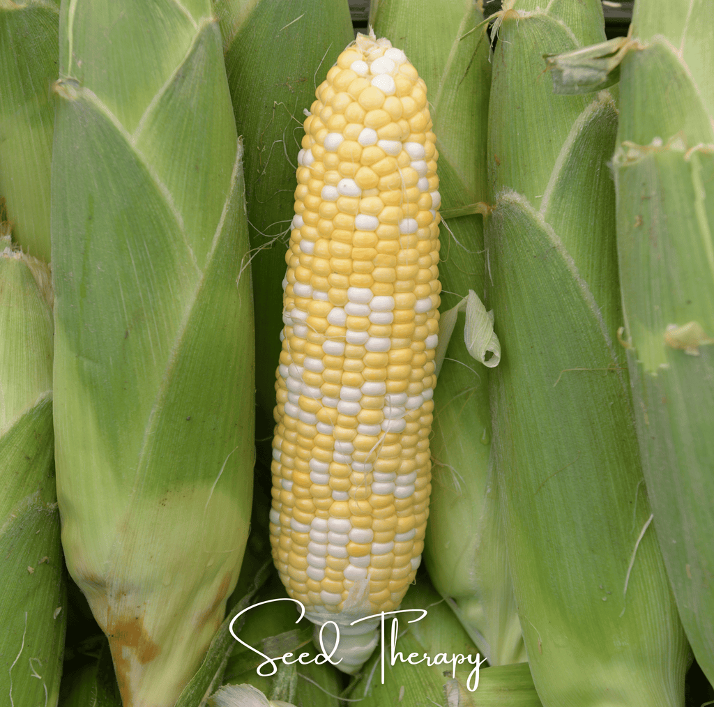 Peaches & Cream Corn – 30 Seeds | Seeds | Wiccan Center