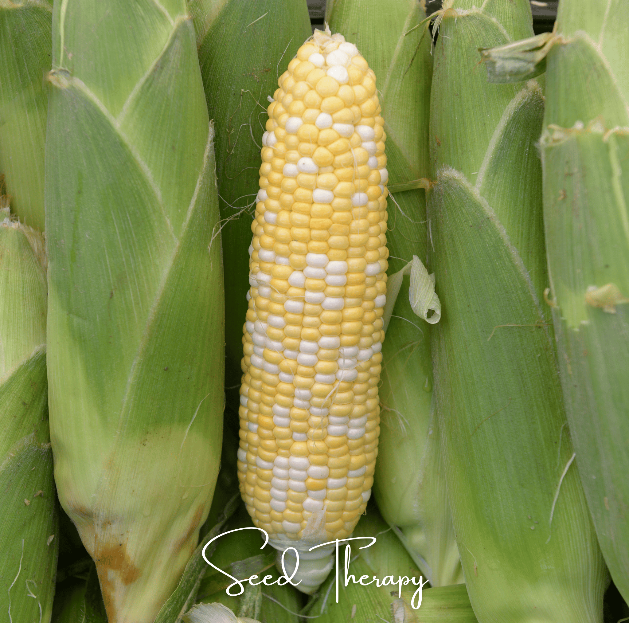 Peaches & Cream Corn – 30 Seeds | Seeds | Wiccan Center