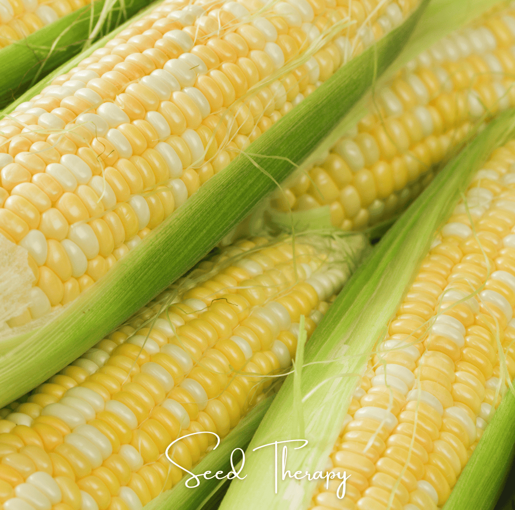 Peaches & Cream Corn – 30 Seeds | Seeds | Wiccan Center