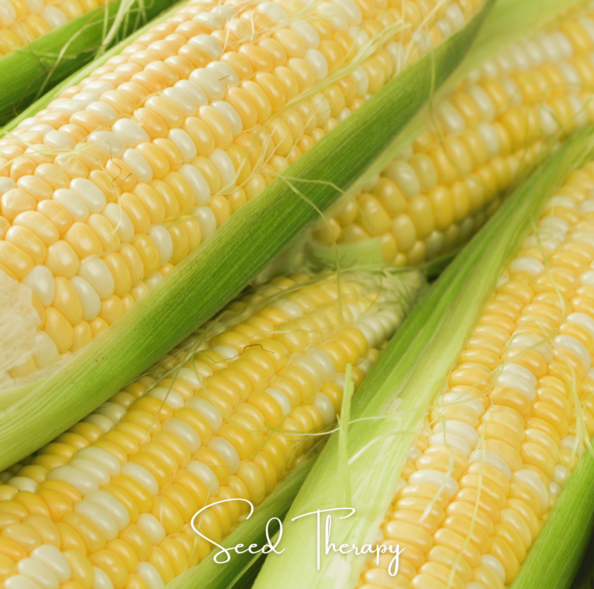 Peaches & Cream Corn – 30 Seeds | Seeds | Wiccan Center