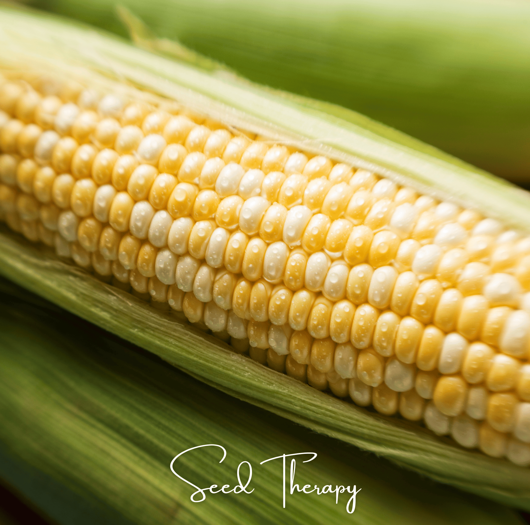 Peaches & Cream Corn – 30 Seeds | Seeds | Wiccan Center