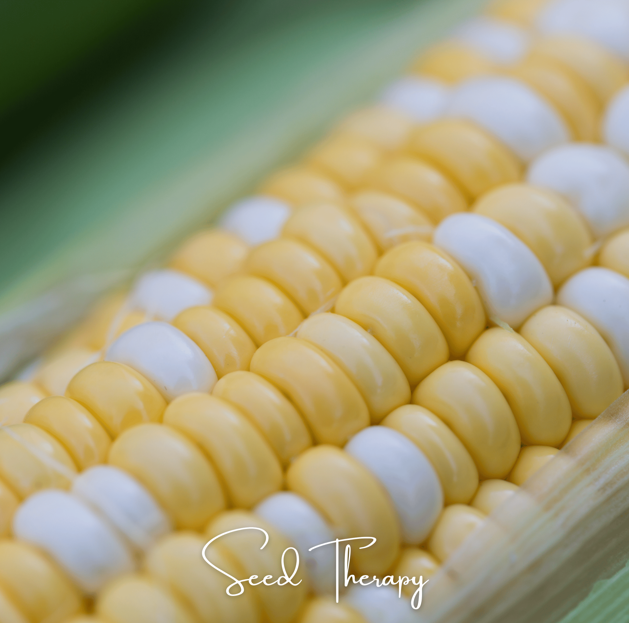 Peaches & Cream Corn – 30 Seeds | Seeds | Wiccan Center