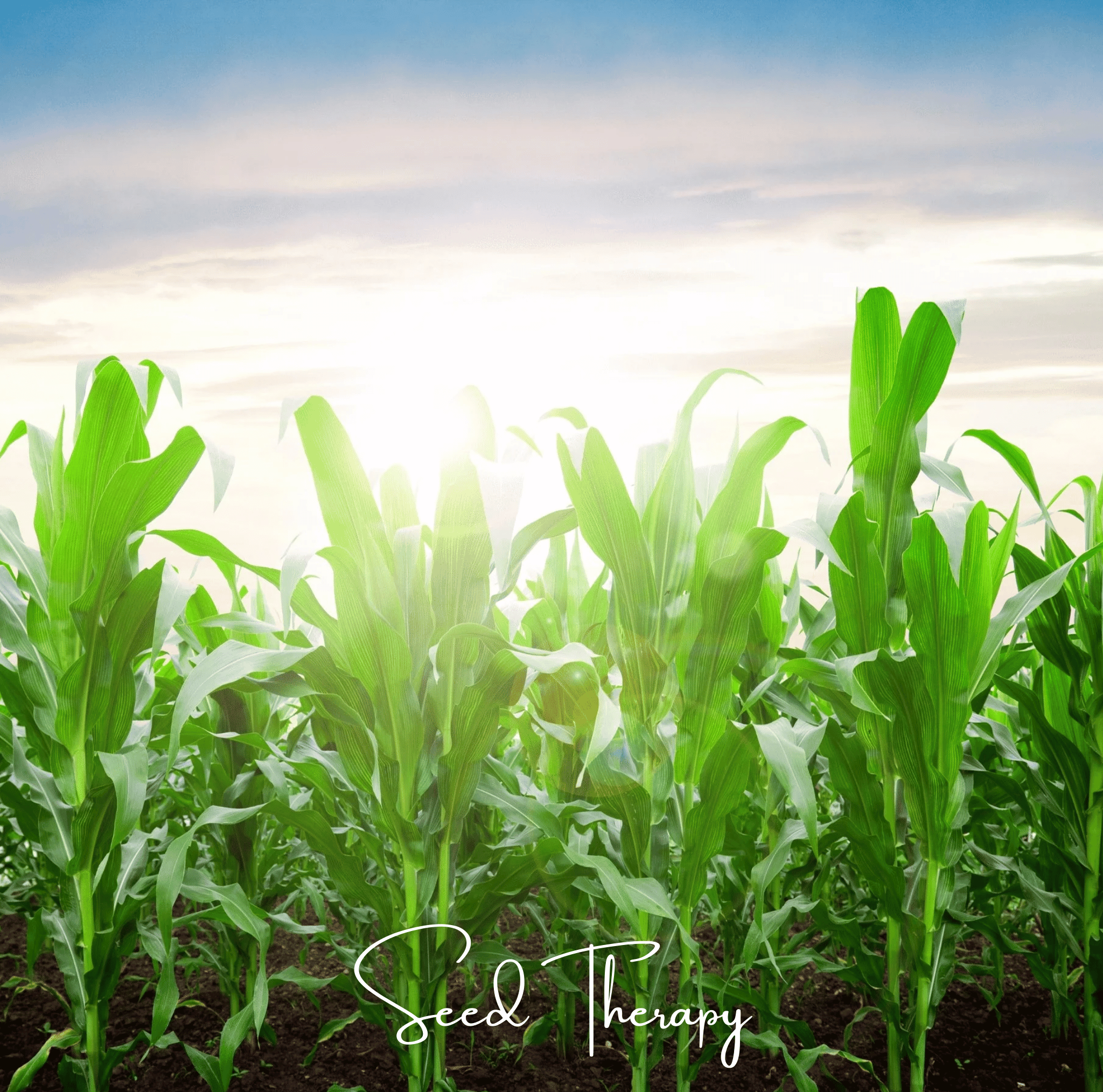 Peaches & Cream Corn – 30 Seeds | Seeds | Wiccan Center