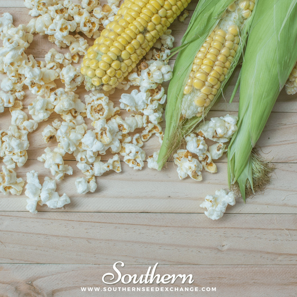 Popcorn Corn – 30 Seeds | | Wiccan Center