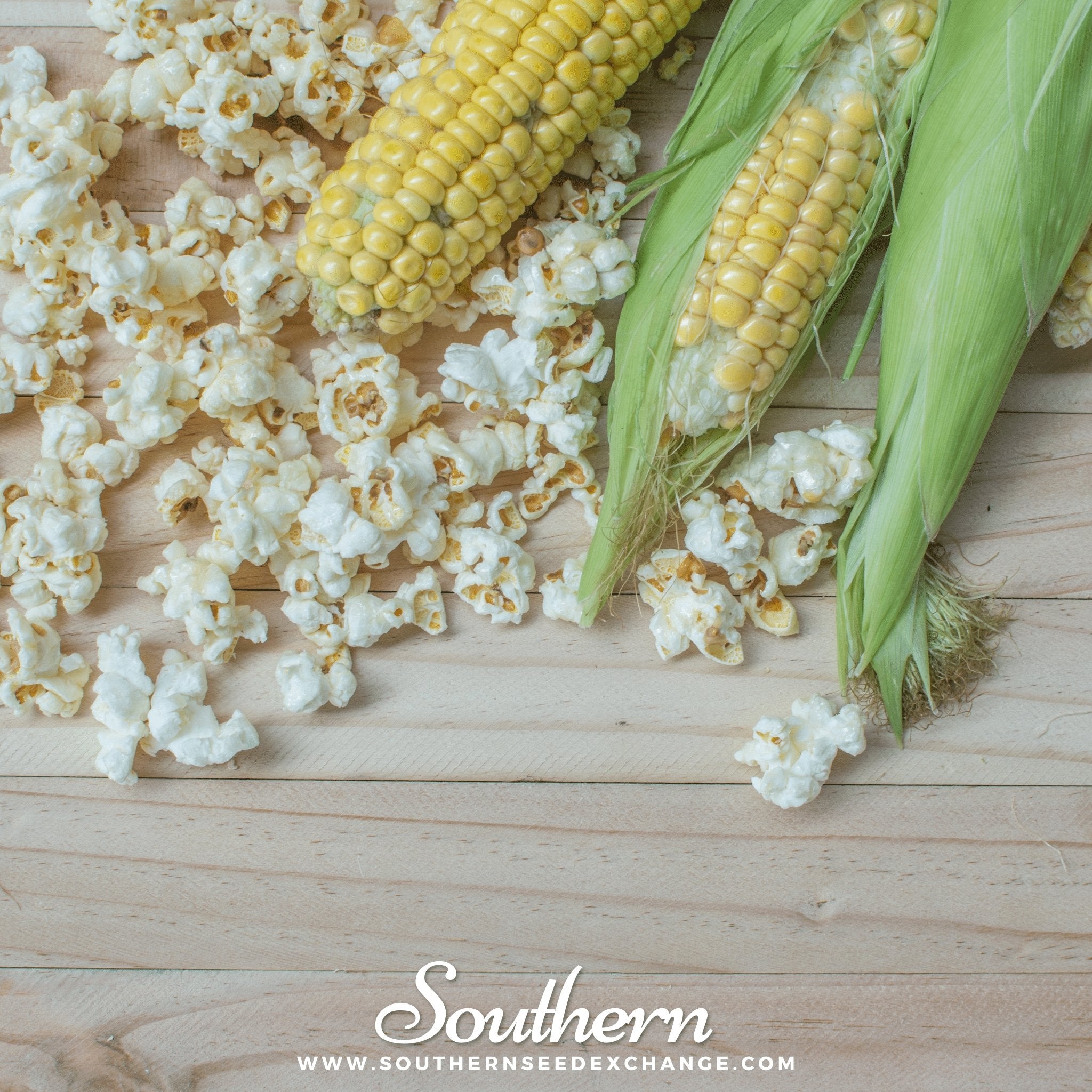 Popcorn Corn – 30 Seeds | | Wiccan Center