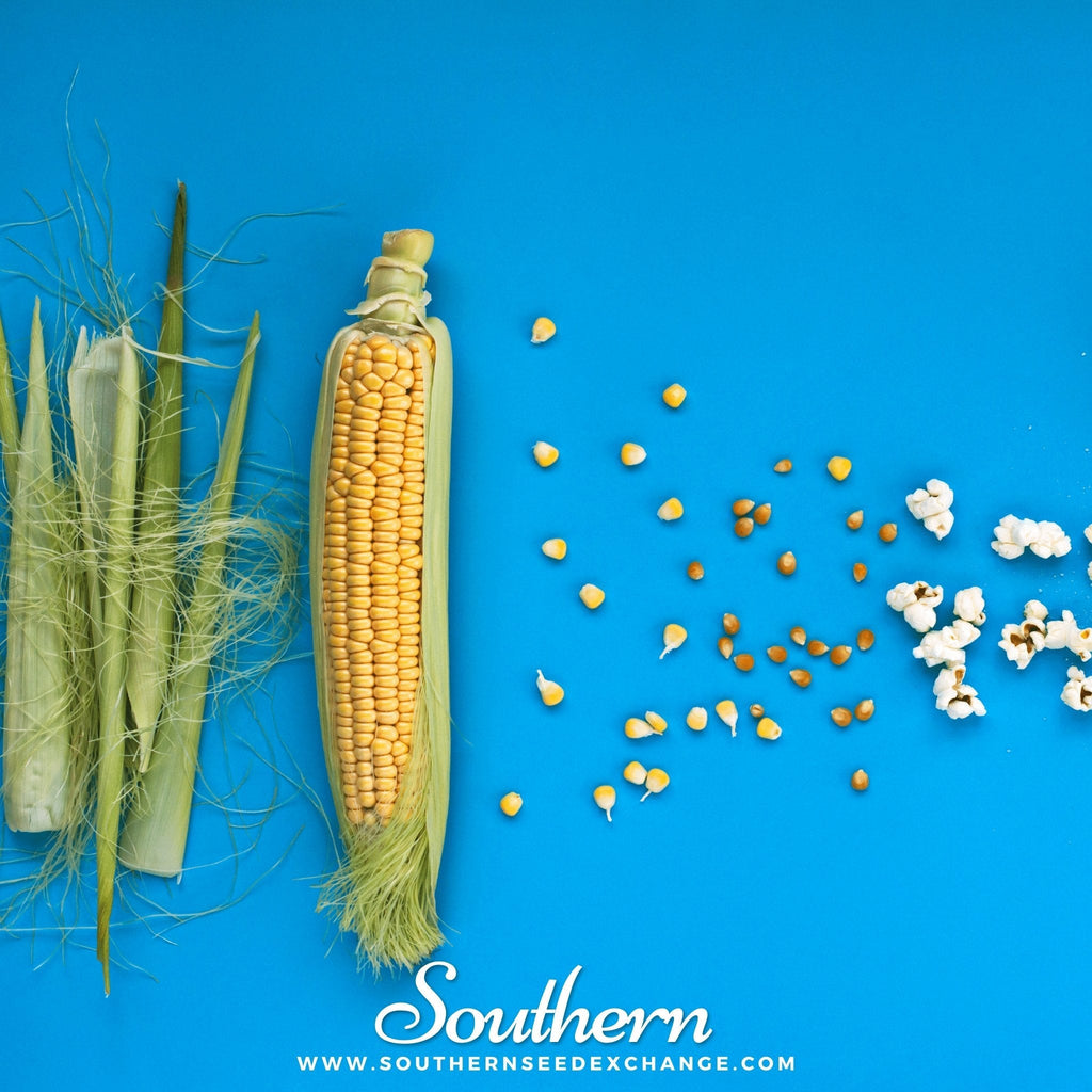 Popcorn Corn – 30 Seeds | | Wiccan Center