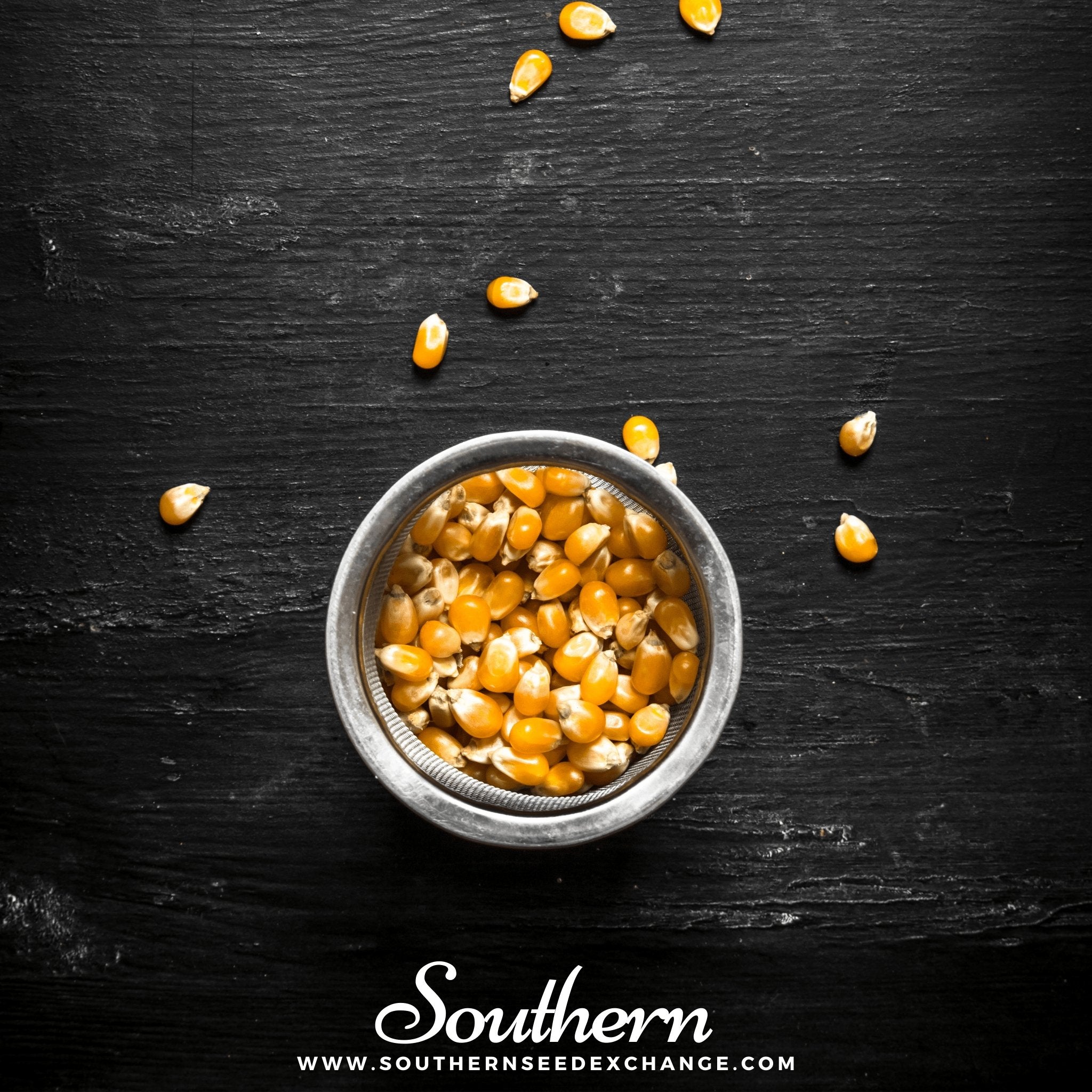 Popcorn Corn – 30 Seeds | | Wiccan Center