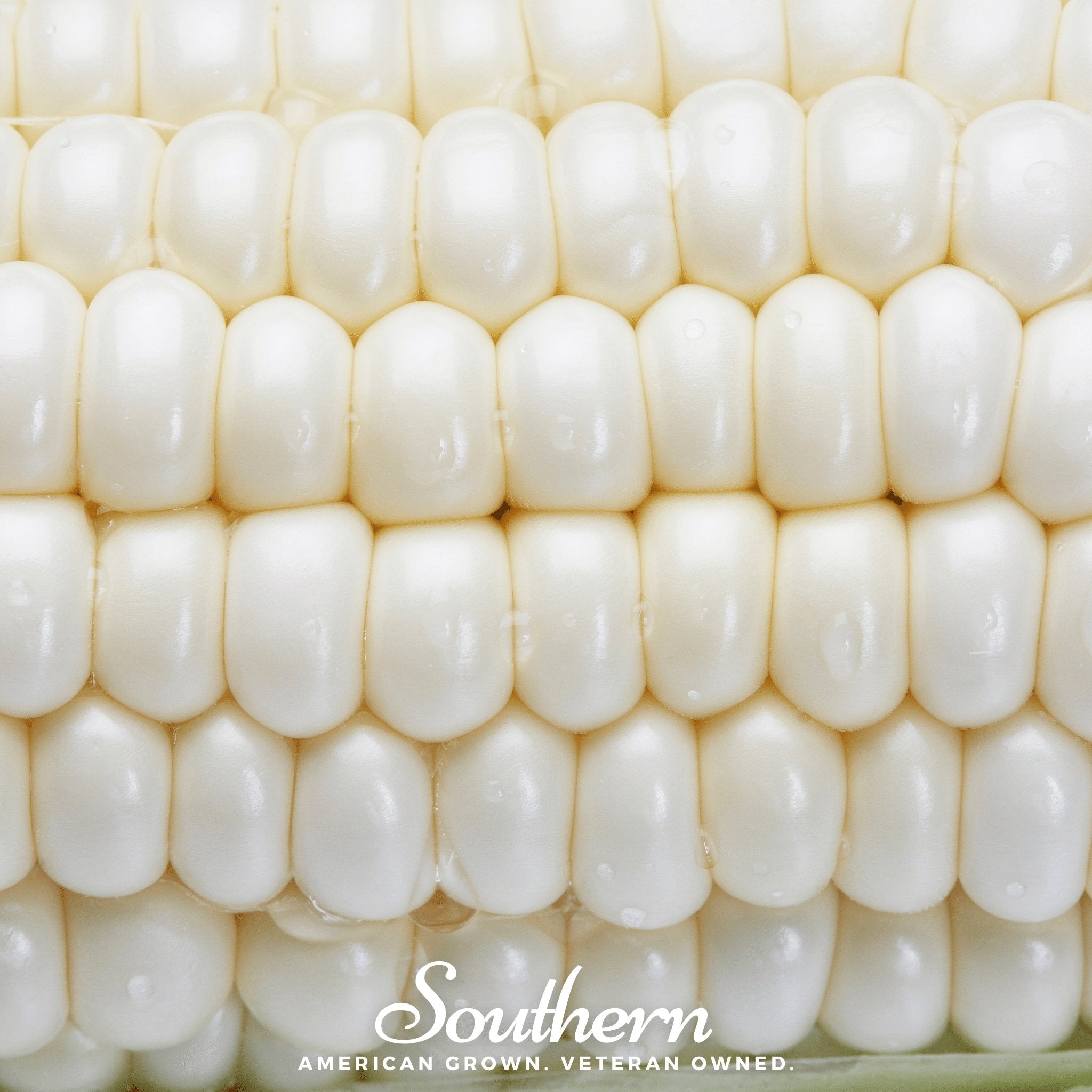 Stowells Evergreen Sweet Corn – 30 Seeds | Seeds | Wiccan Center