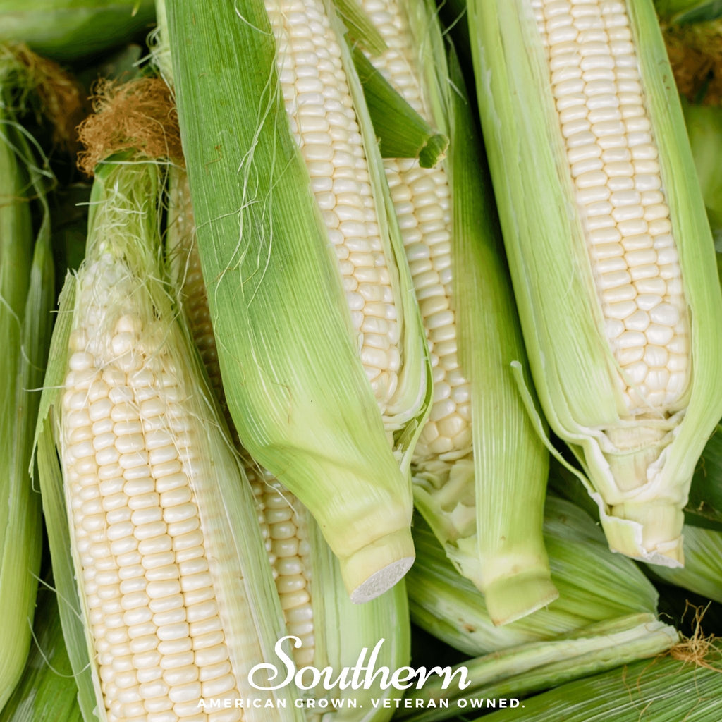 Stowells Evergreen Sweet Corn – 30 Seeds | Seeds | Wiccan Center
