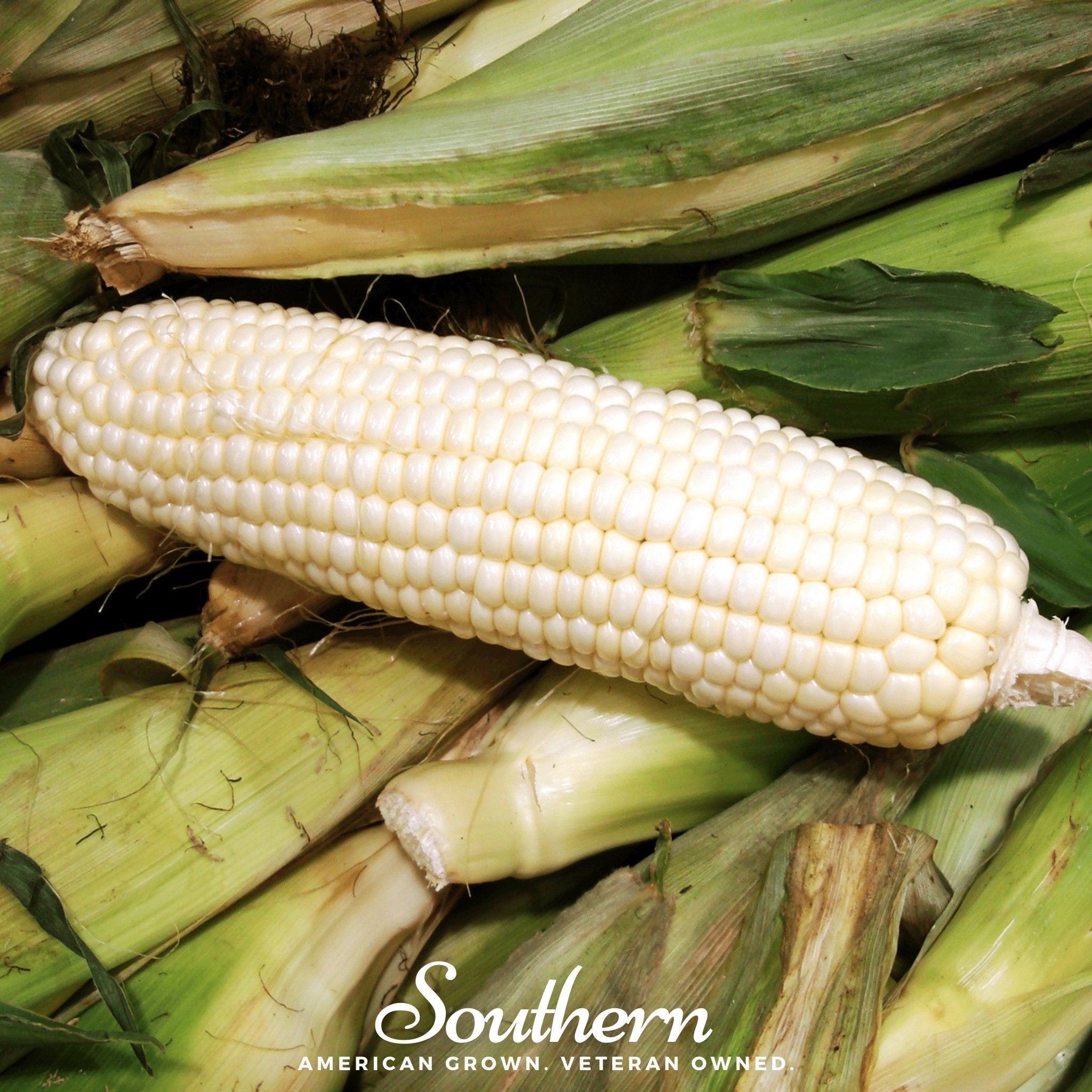 Stowells Evergreen Sweet Corn – 30 Seeds | Seeds | Wiccan Center