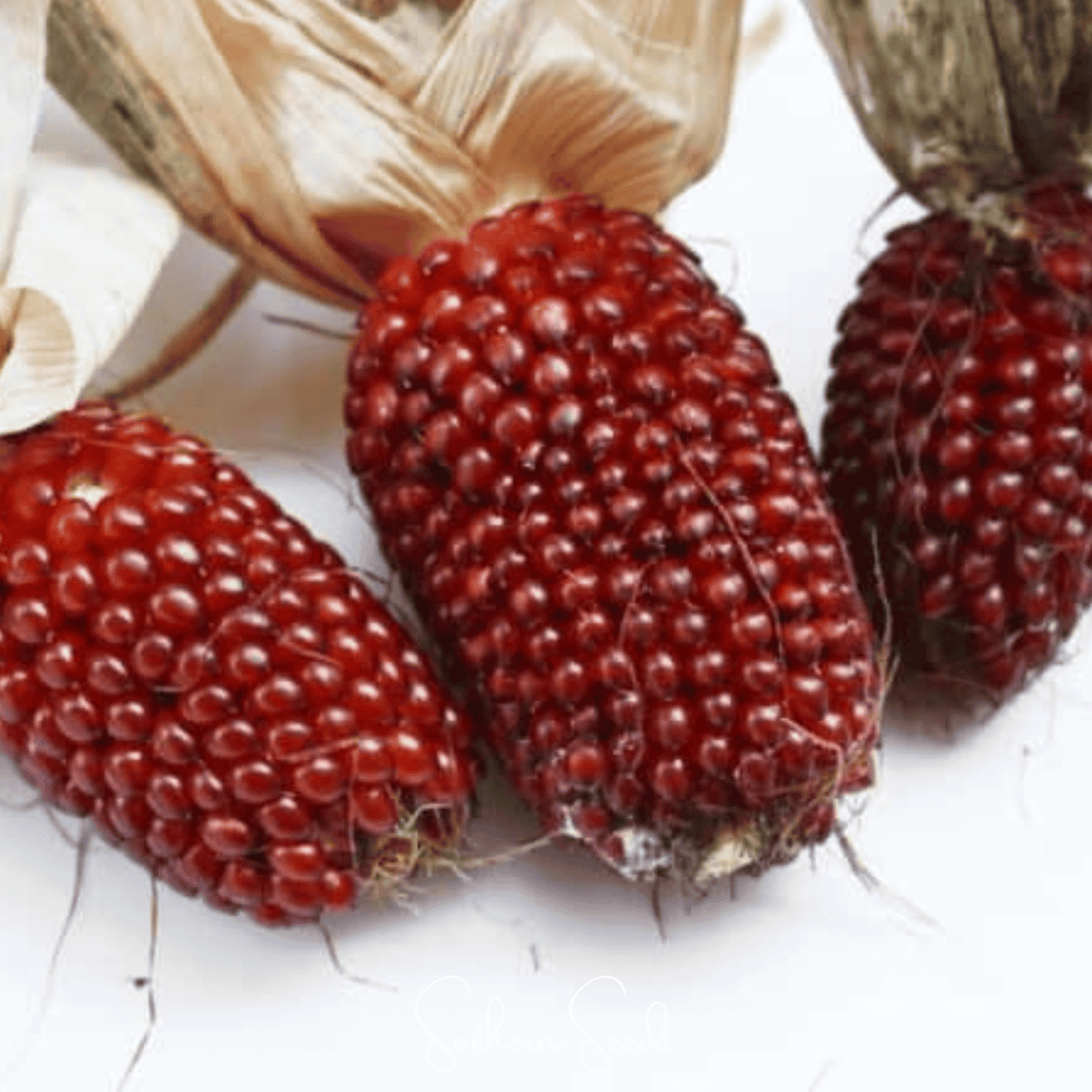 Strawberry Corn – 30 Seeds | Seeds | Wiccan Center