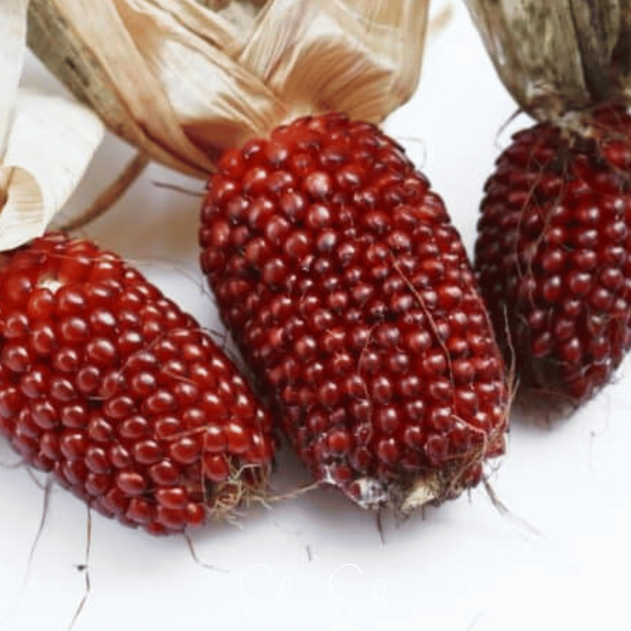 Strawberry Corn – 30 Seeds | Seeds | Wiccan Center