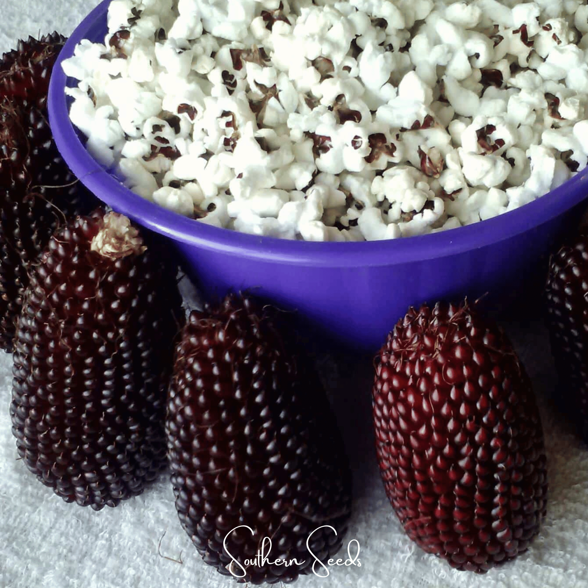 Strawberry Corn – 30 Seeds | Seeds | Wiccan Center