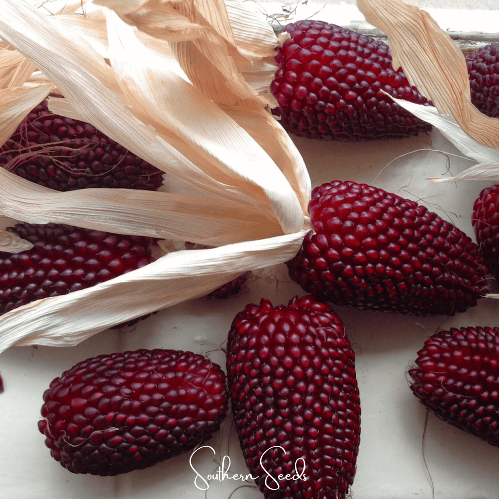 Strawberry Corn – 30 Seeds | Seeds | Wiccan Center