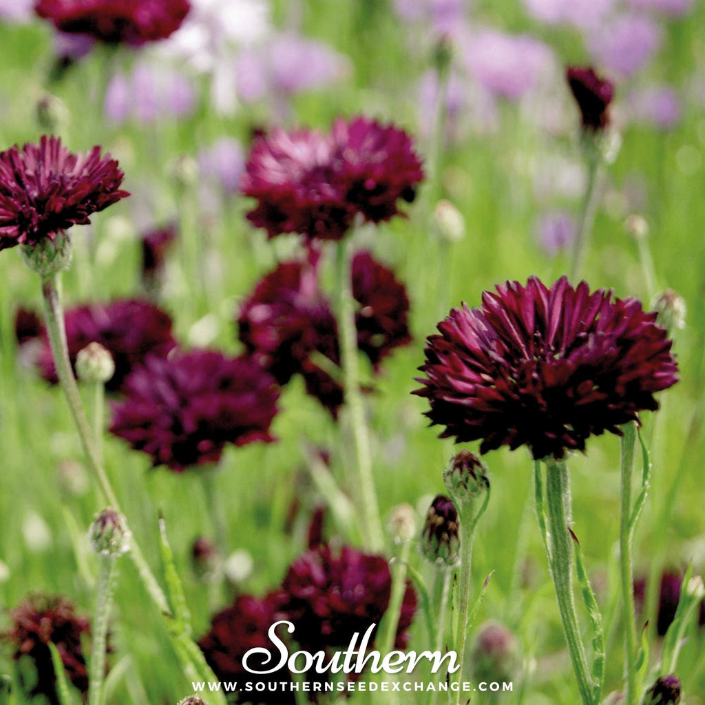 Black Cornflower – 50 Seeds | | Wiccan Center
