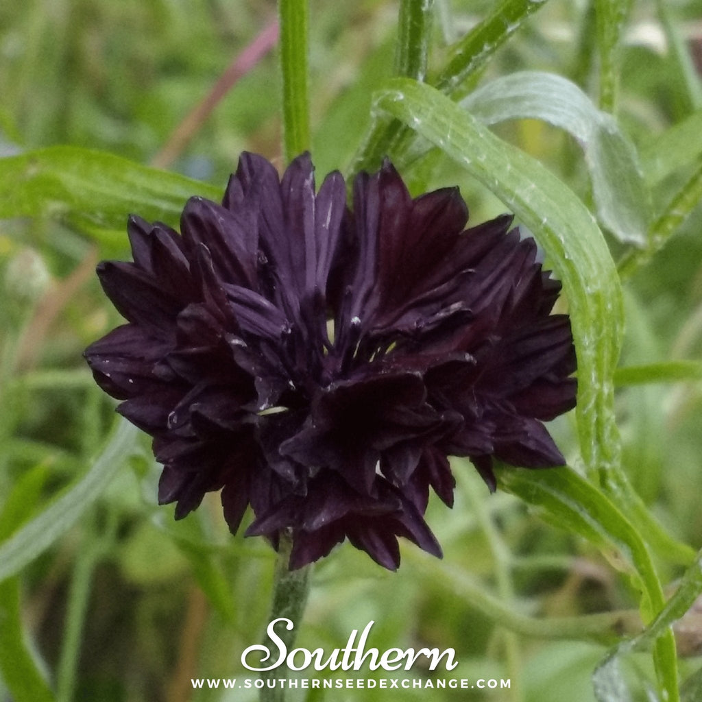 Black Cornflower – 50 Seeds | | Wiccan Center