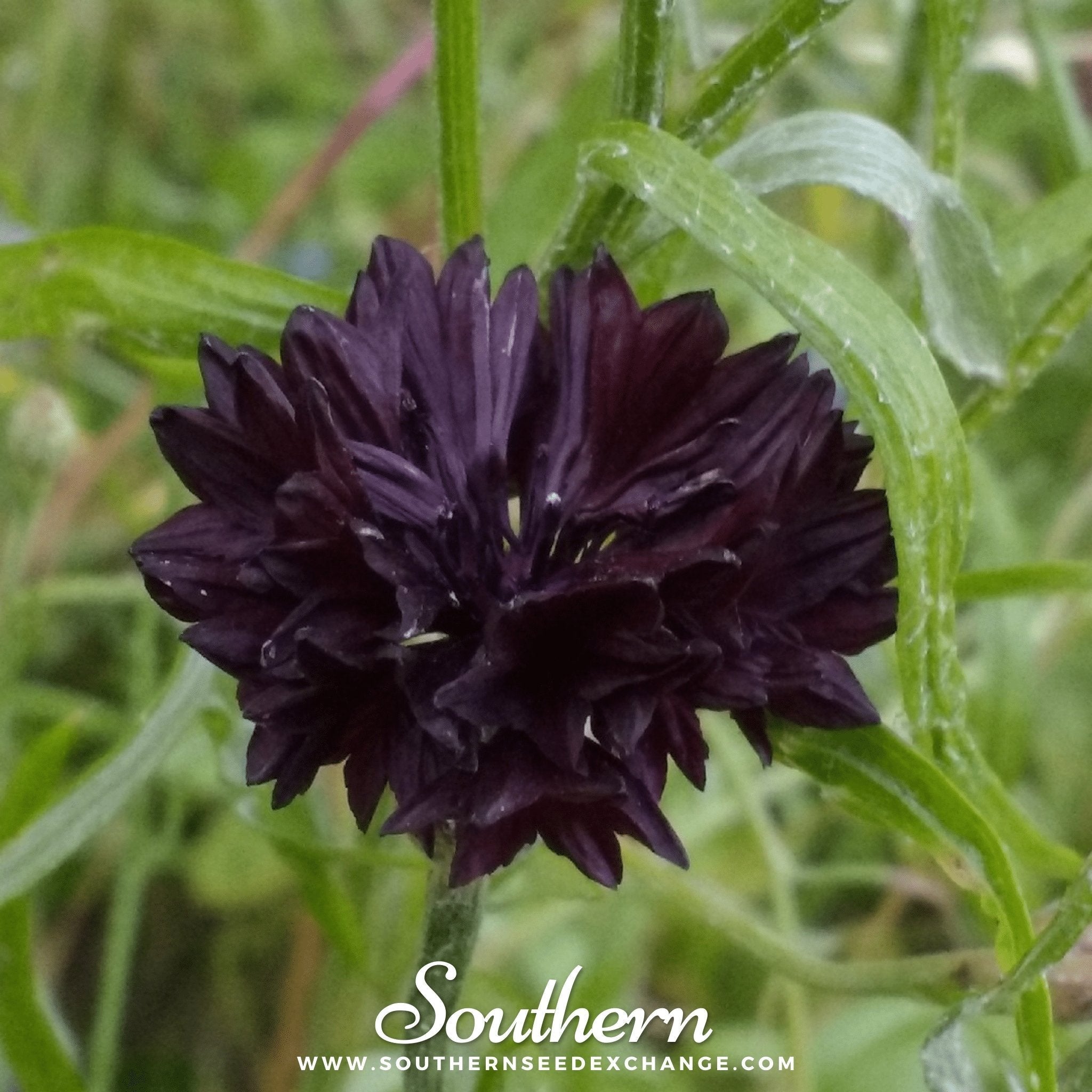 Black Cornflower – 50 Seeds | | Wiccan Center