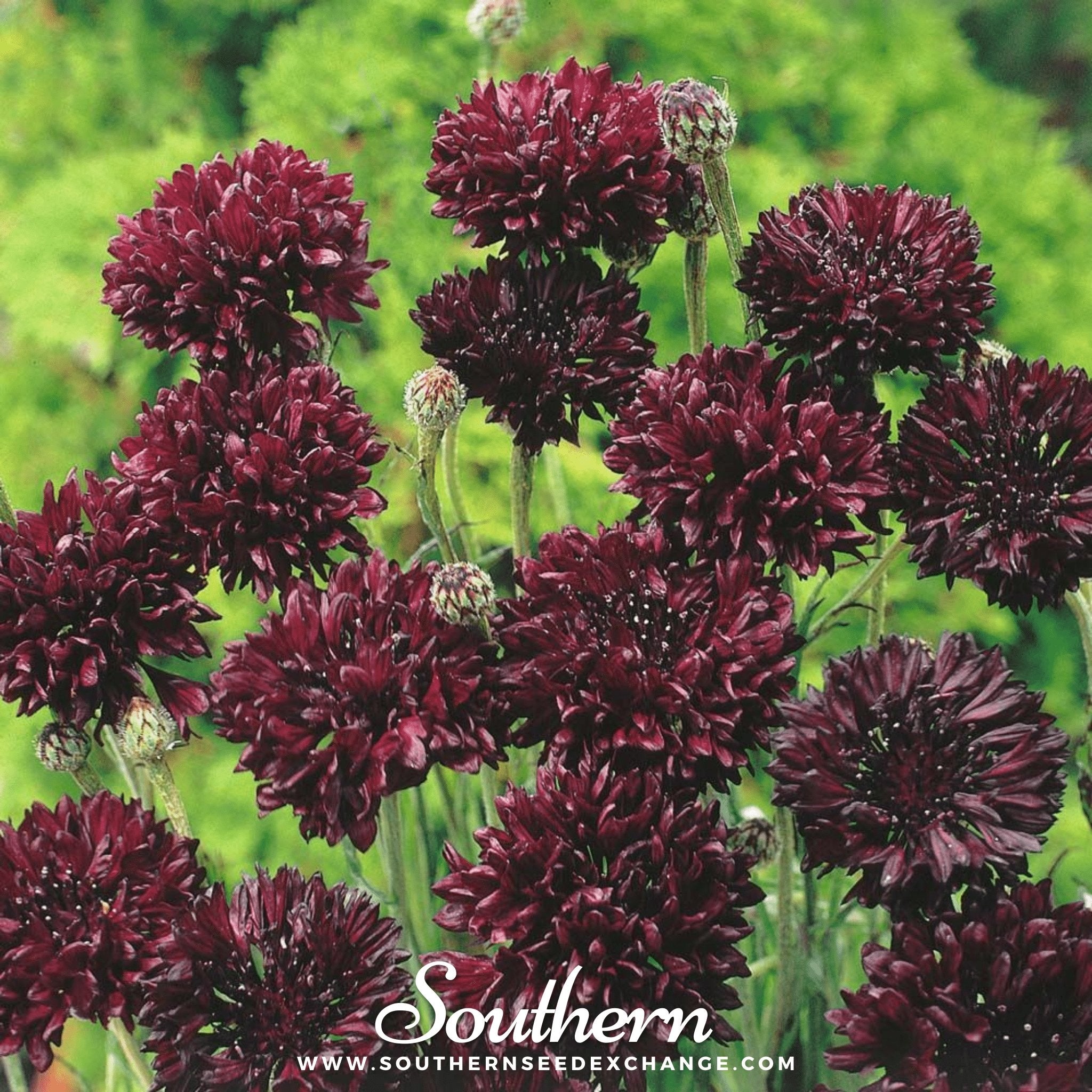 Black Cornflower – 50 Seeds | | Wiccan Center