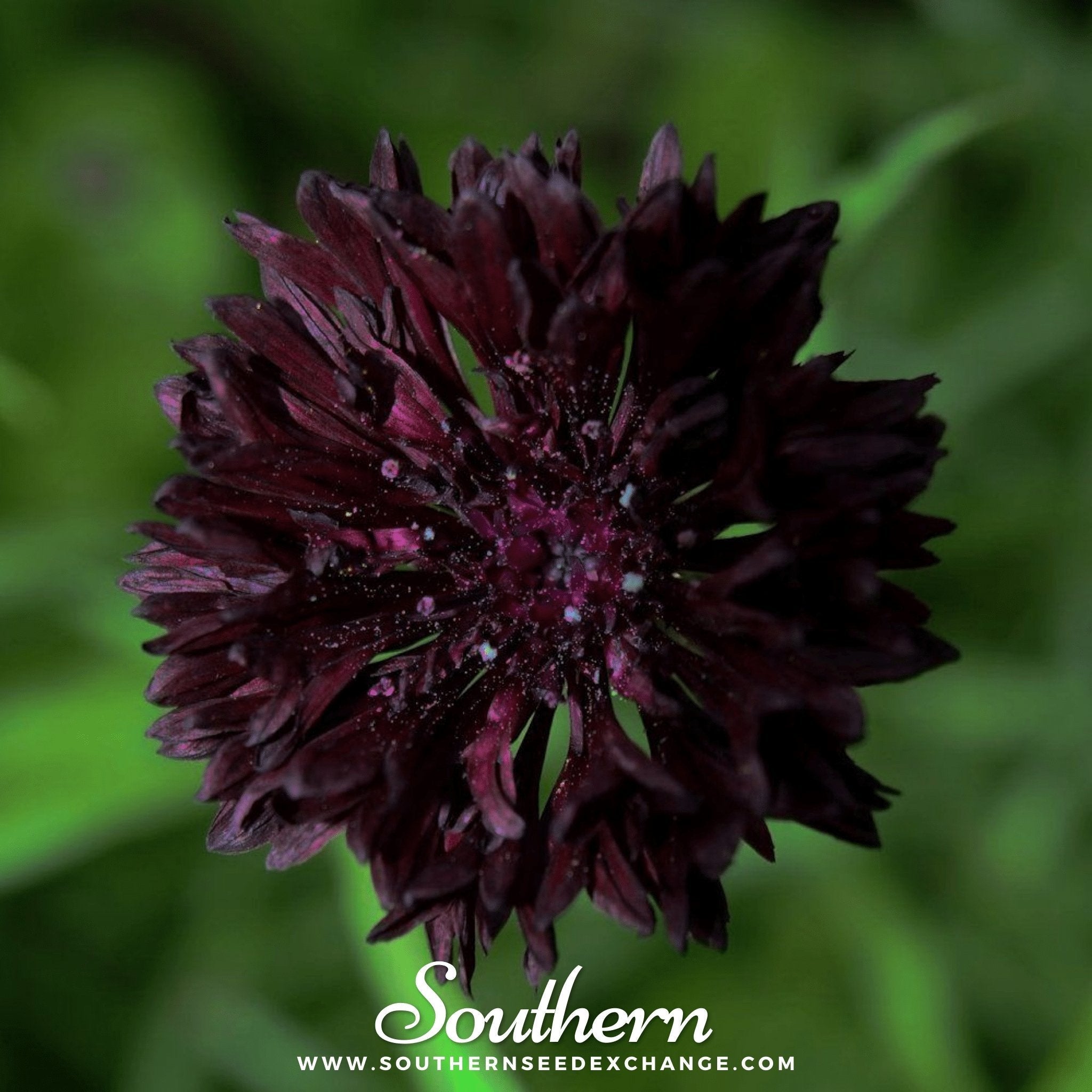 Black Cornflower – 50 Seeds | | Wiccan Center
