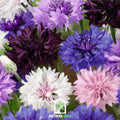 Cornflower Mix – 100 Seeds | | Wiccan Center