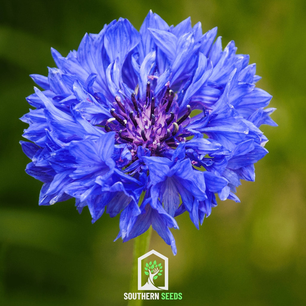 Cornflower Mix – 100 Seeds | | Wiccan Center