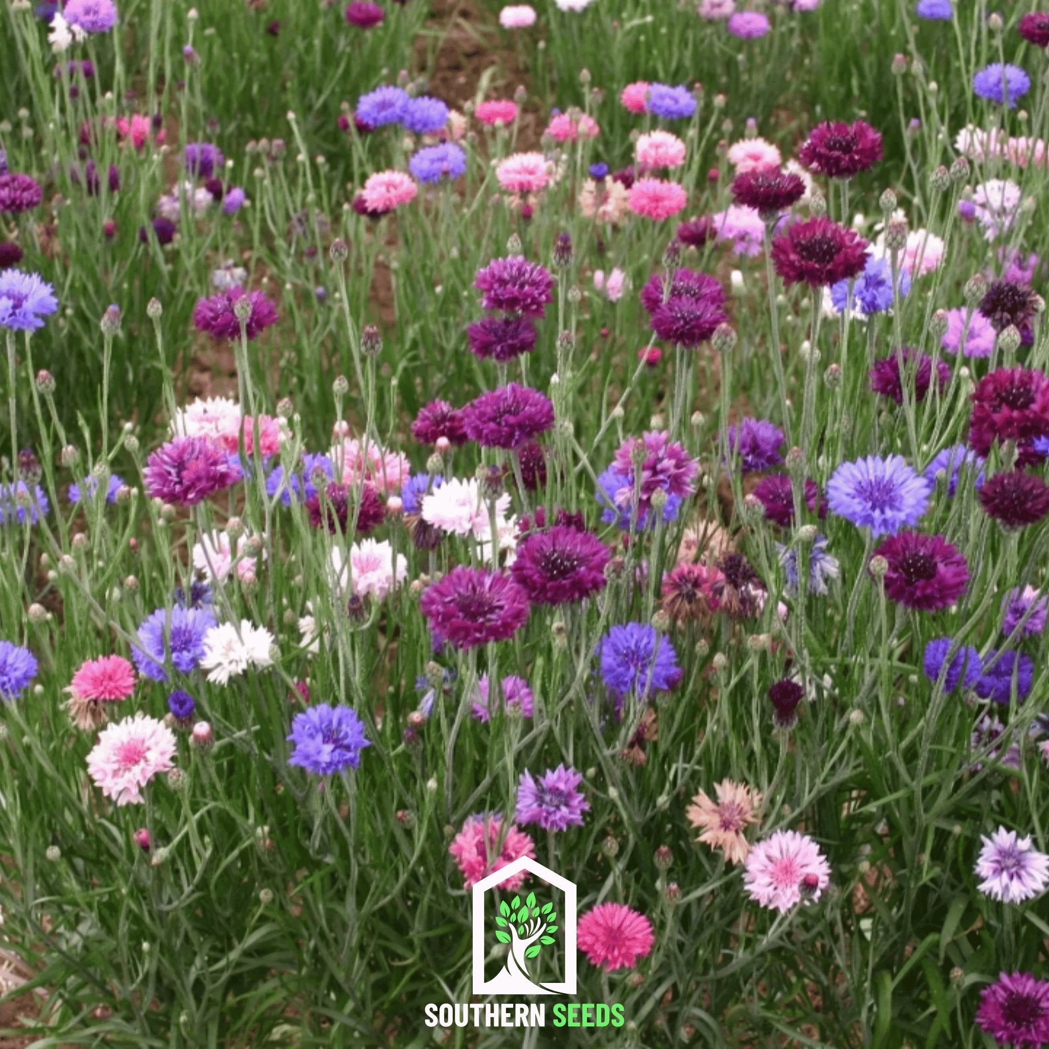Cornflower Mix – 100 Seeds | | Wiccan Center