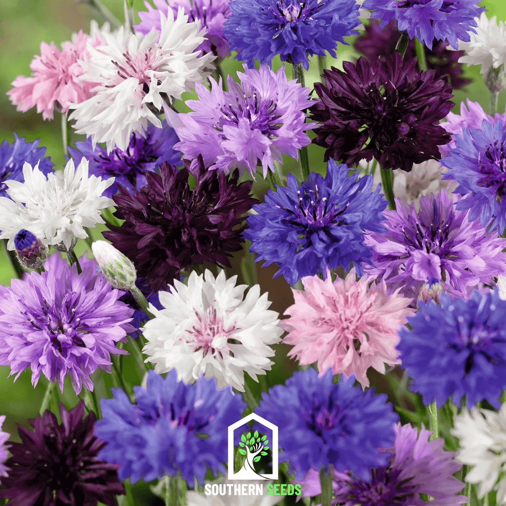 Cornflower Mix – 100 Seeds | | Wiccan Center