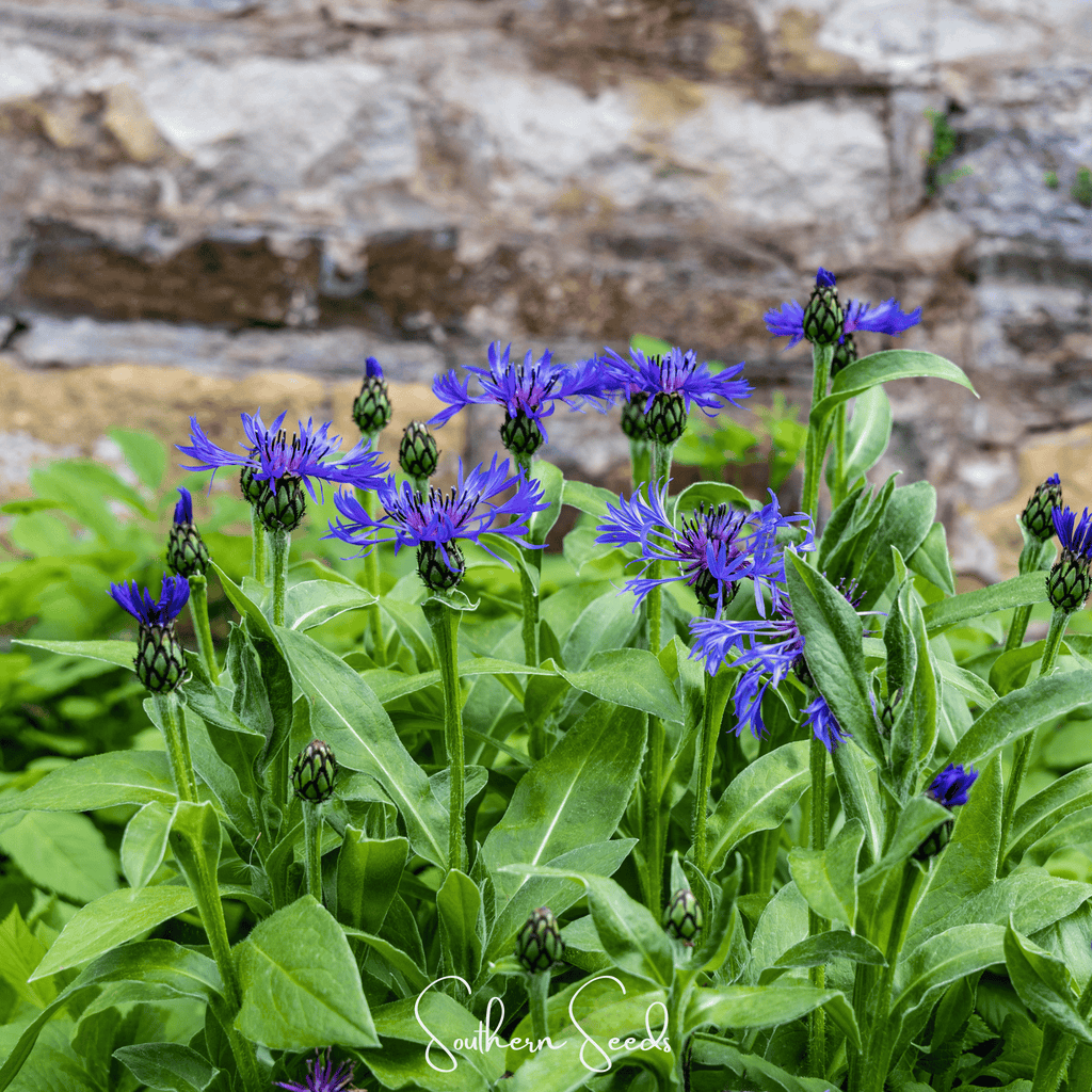 Montana Cornflower – 30 Seeds | Seeds | Wiccan Center