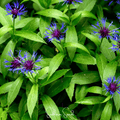 Montana Cornflower – 30 Seeds | Seeds | Wiccan Center