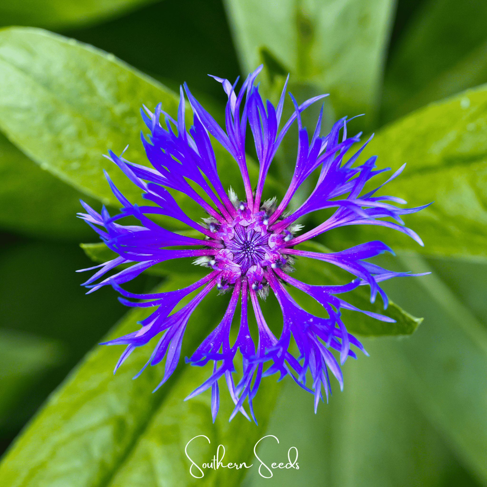 Montana Cornflower – 30 Seeds | Seeds | Wiccan Center