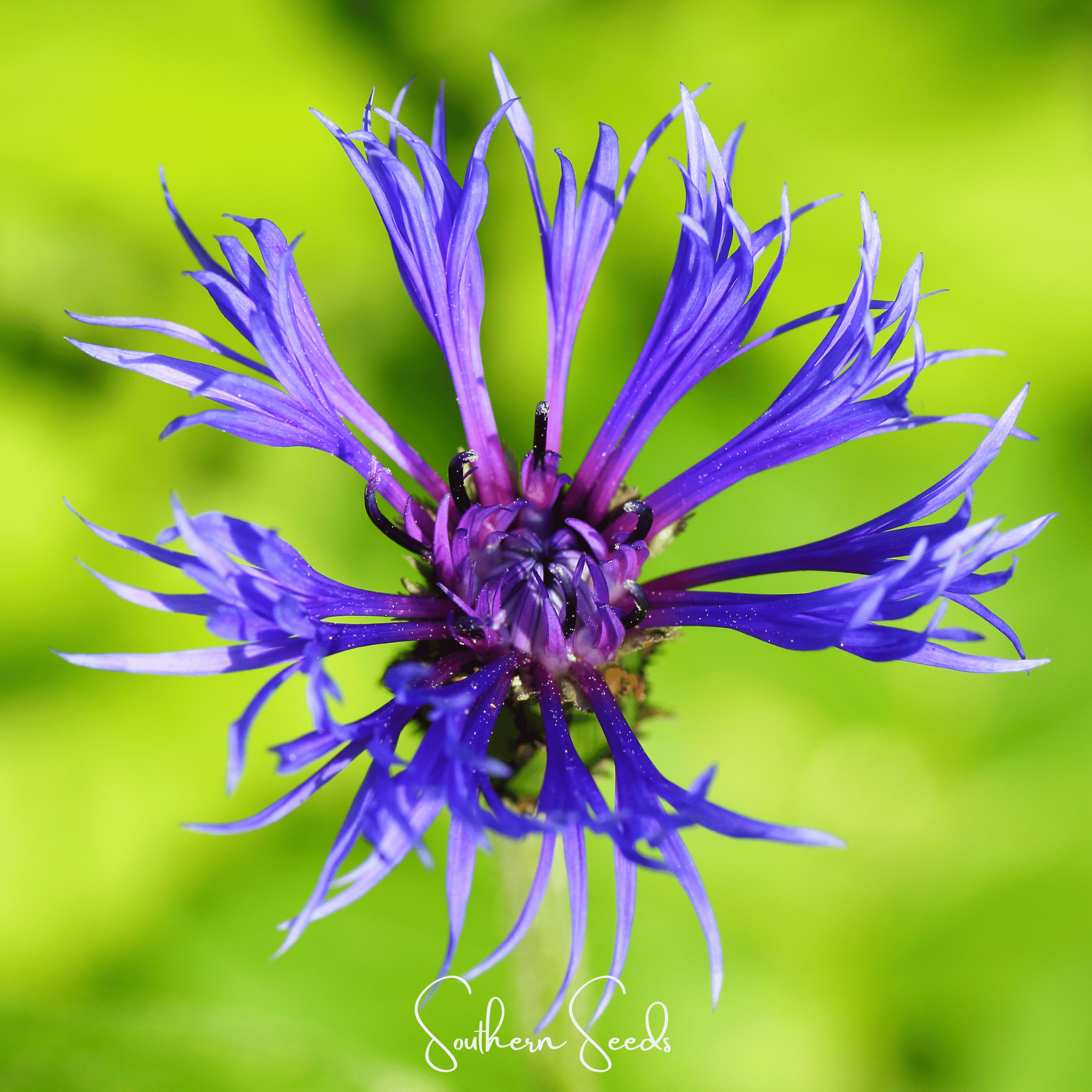 Montana Cornflower – 30 Seeds | Seeds | Wiccan Center