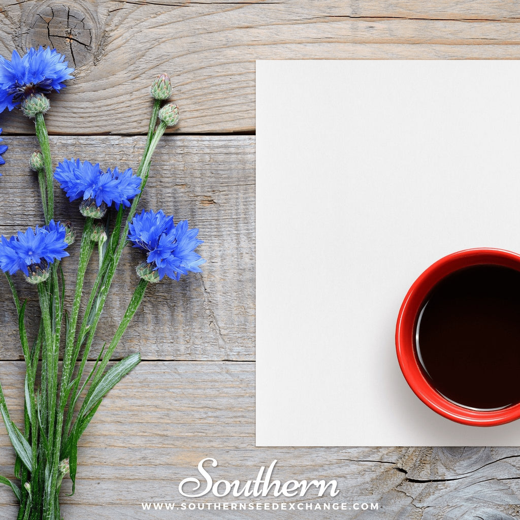 Tall Blue Cornflower – 100 Seeds | | Wiccan Center