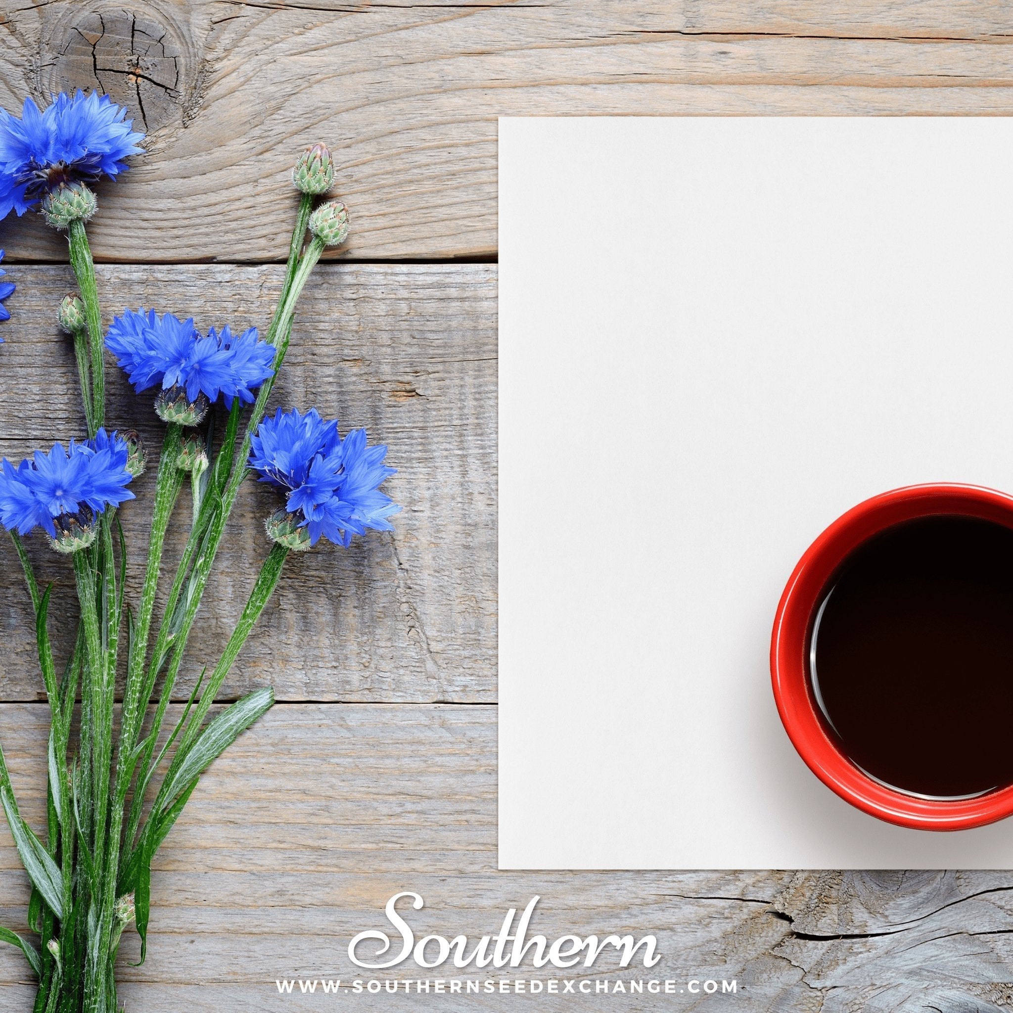 Tall Blue Cornflower – 100 Seeds | | Wiccan Center