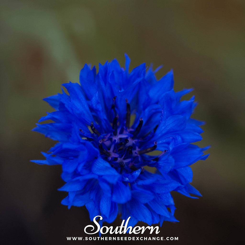 Tall Blue Cornflower – 100 Seeds | | Wiccan Center