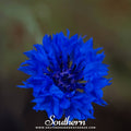 Tall Blue Cornflower – 100 Seeds | | Wiccan Center