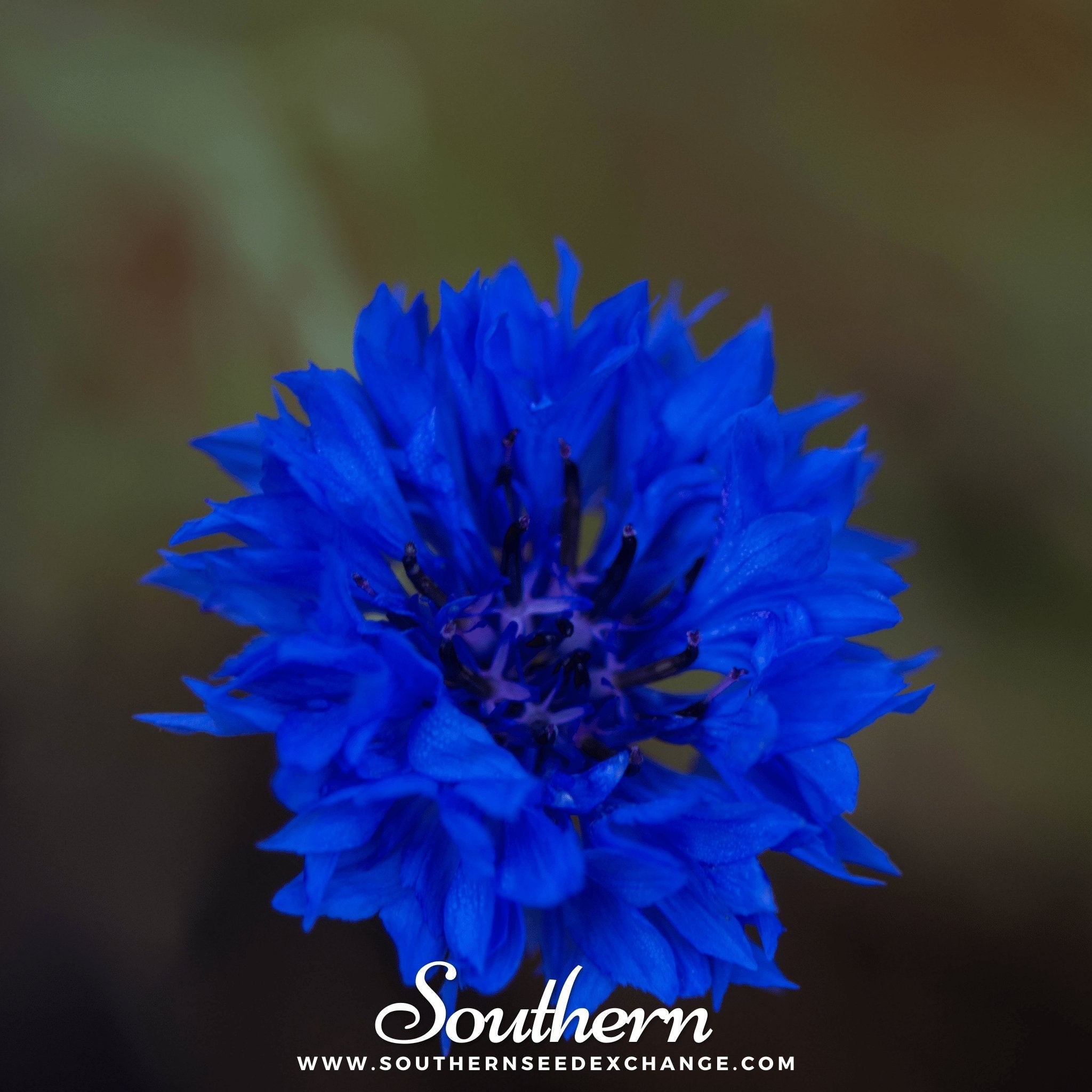 Tall Blue Cornflower – 100 Seeds | | Wiccan Center