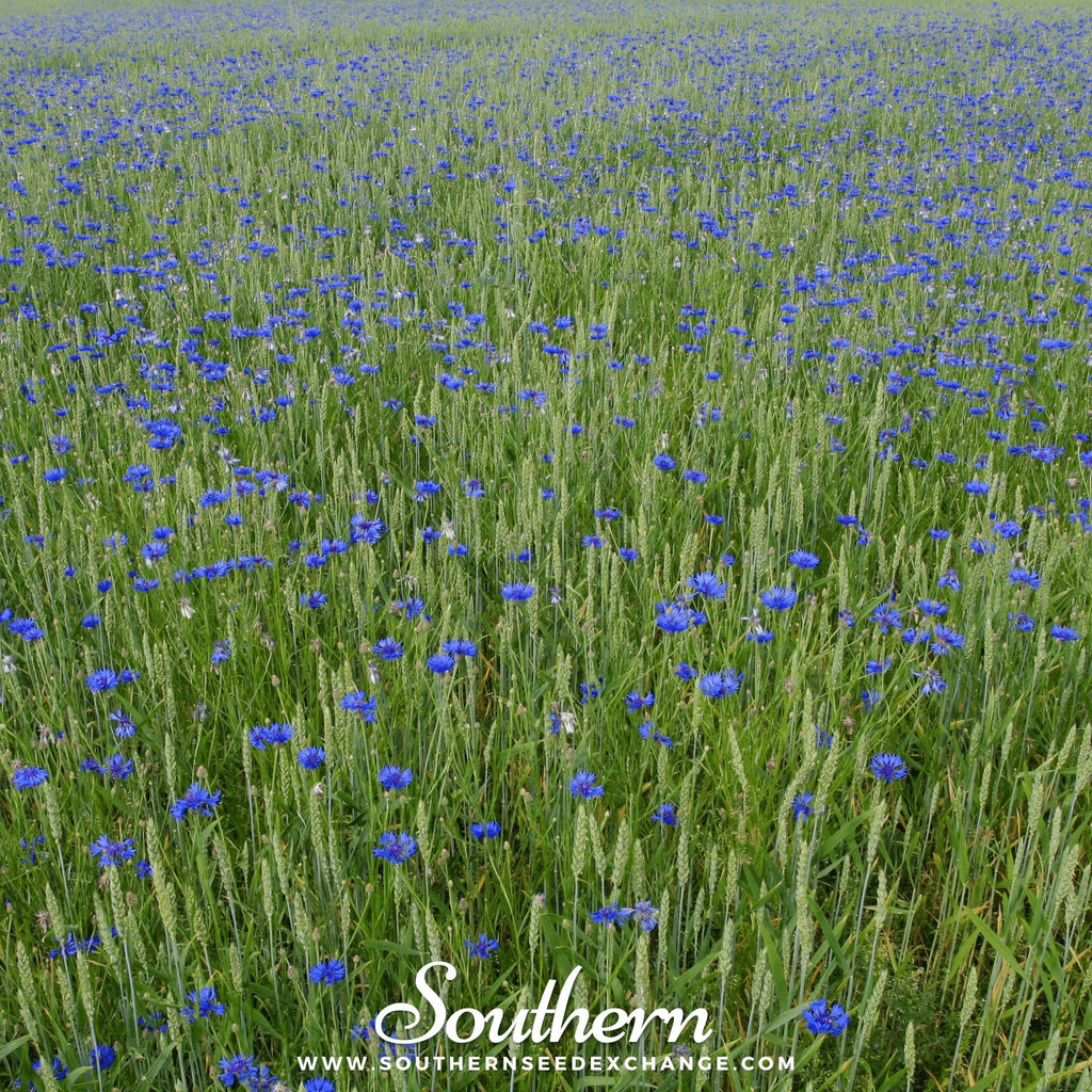 Tall Blue Cornflower – 100 Seeds | | Wiccan Center