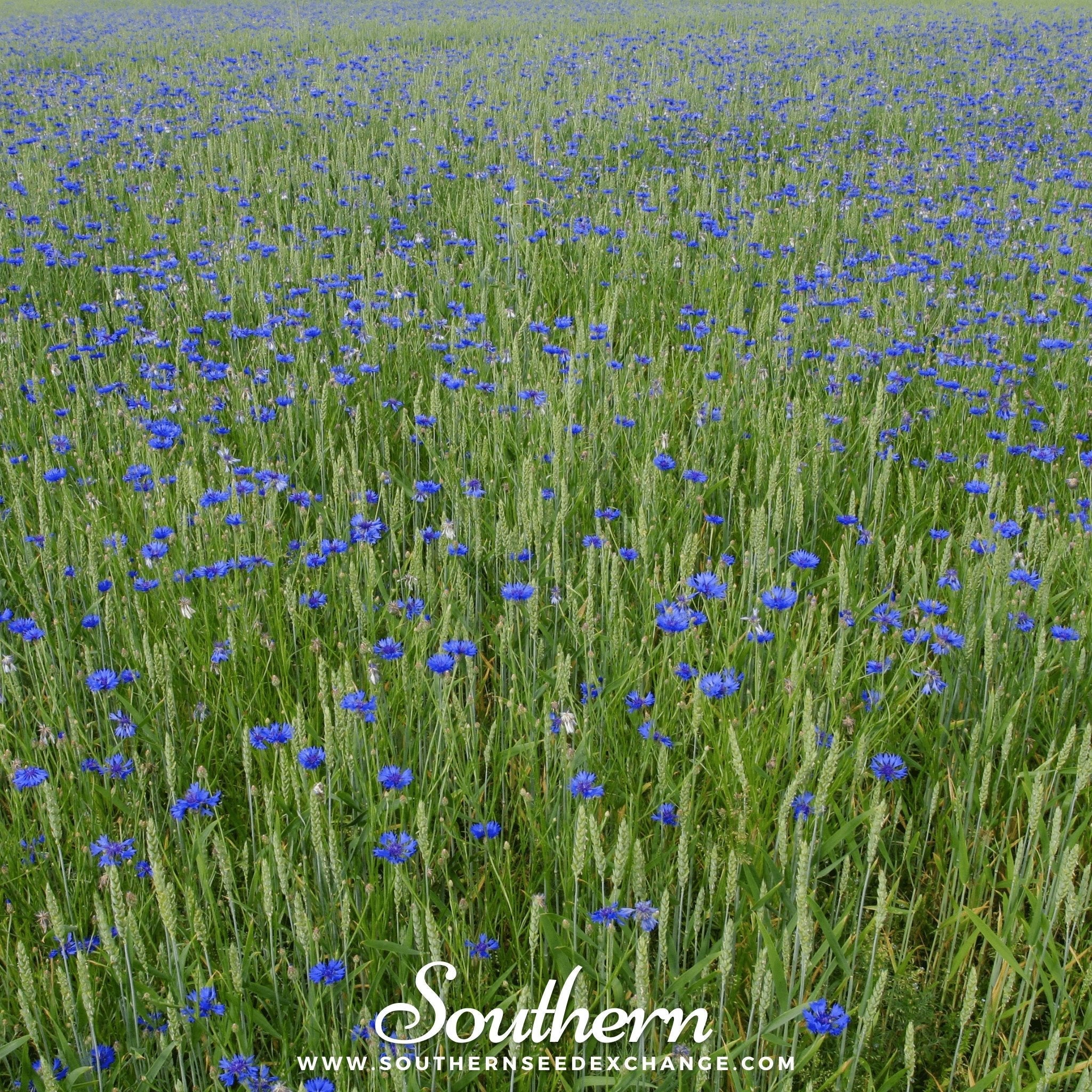 Tall Blue Cornflower – 100 Seeds | | Wiccan Center