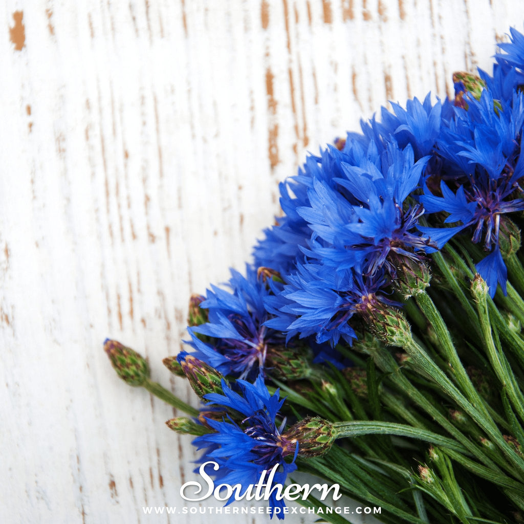 Tall Blue Cornflower – 100 Seeds | | Wiccan Center