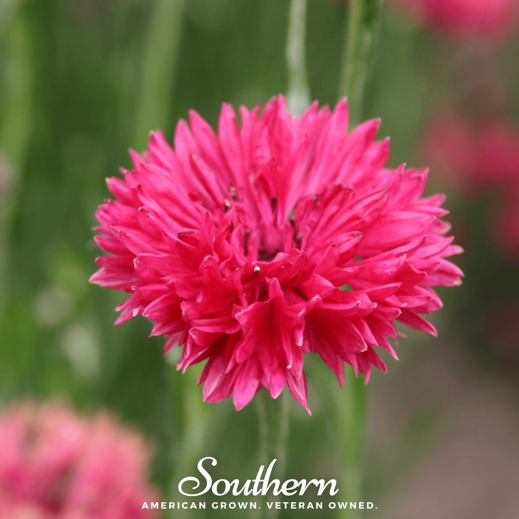 Tall Red Cornflower – 50 Seeds | | Wiccan Center