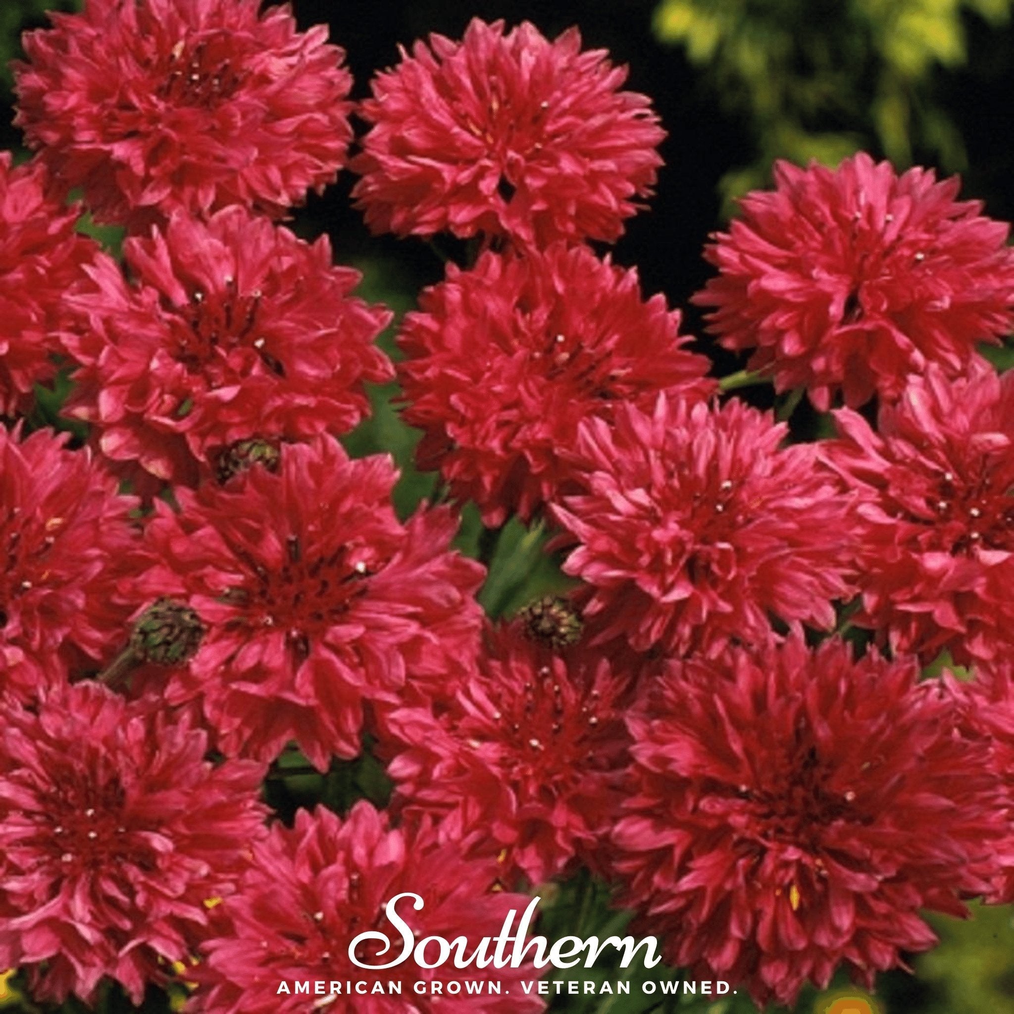 Tall Red Cornflower – 50 Seeds | | Wiccan Center