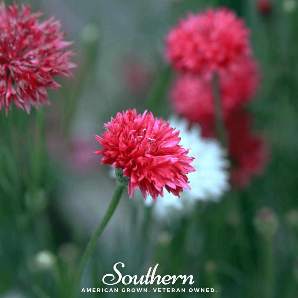 Tall Red Cornflower – 50 Seeds | | Wiccan Center