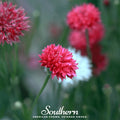Tall Red Cornflower – 50 Seeds | | Wiccan Center