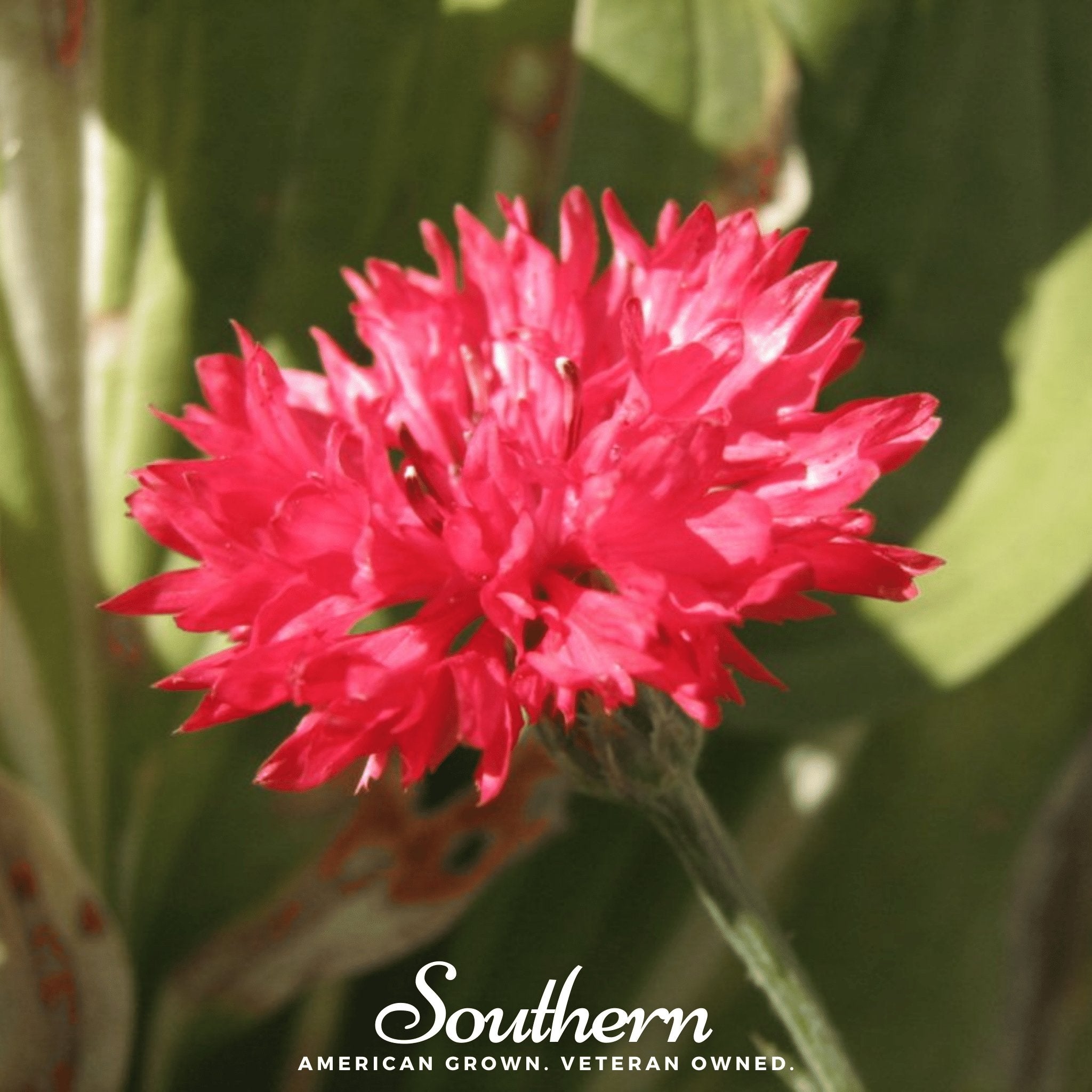 Tall Red Cornflower – 50 Seeds | | Wiccan Center